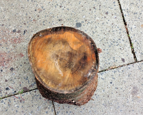 Cherry wood - cherry,