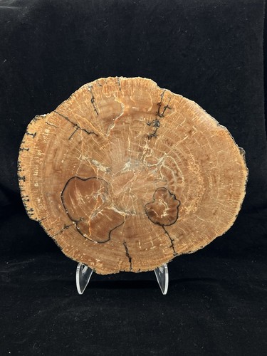 Beautiful full bark petrified - full,