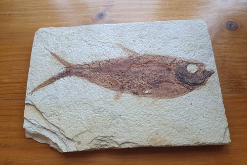 Fossilised fish slab 12x18cm - fish,