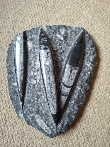 Orthoceras cephalopod fossil - orthoceras,