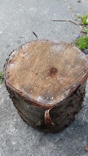 Cherry wood - cherry,