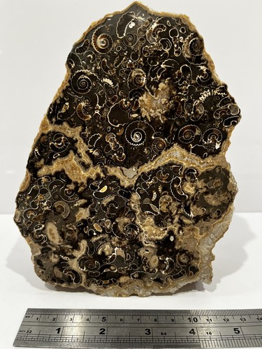 Marston magna ammonites - ammonites, cut