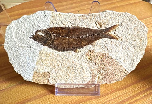Fossil fish natural - fossil, stone